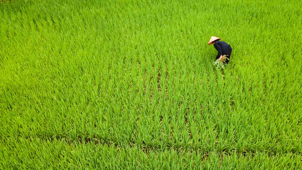 Rice fields near the Da River basin